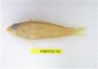 藏品(小花鱸)的圖片